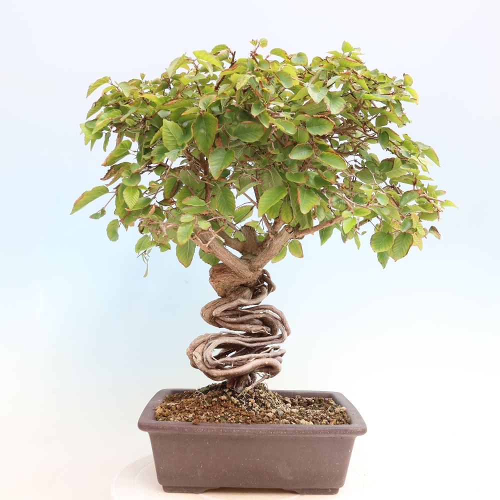 Venkovní bonsai -Carpinus CARPINOIDES - Habr korejský