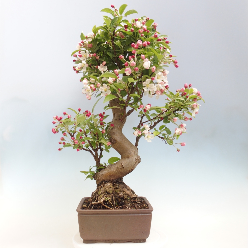 Venkovní bonsai -Malus halliana - Maloplodá jabloň