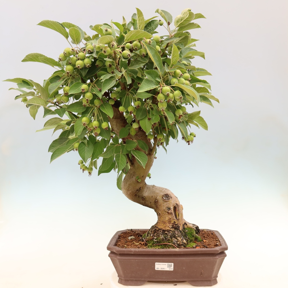Venkovní bonsai -Malus halliana - Maloplodá jabloň