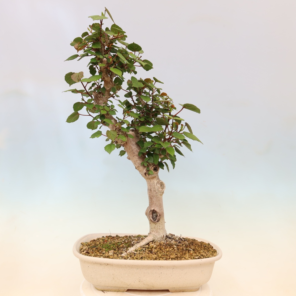 Pokojová bonsai - Hibiscus tiliaceus - Ibišek lípovitý, morský