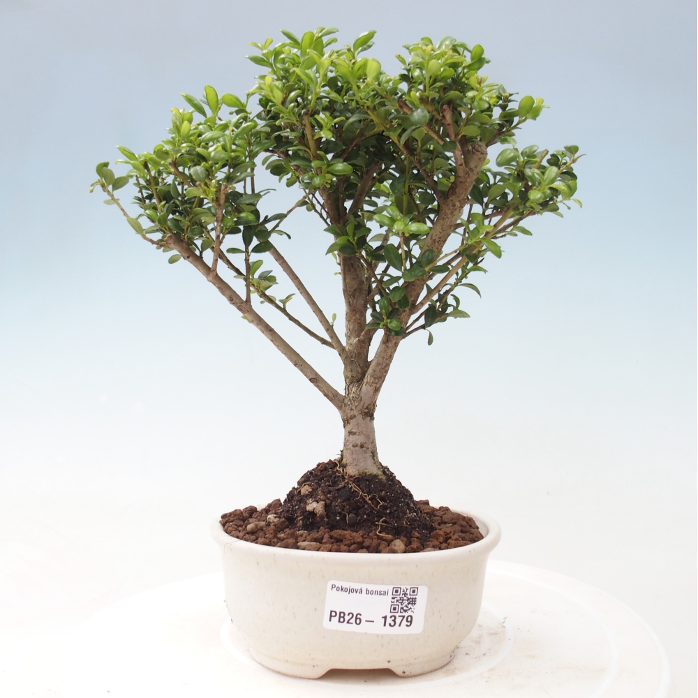 Pokojová bonsai - Ilex crenata - Cesmína