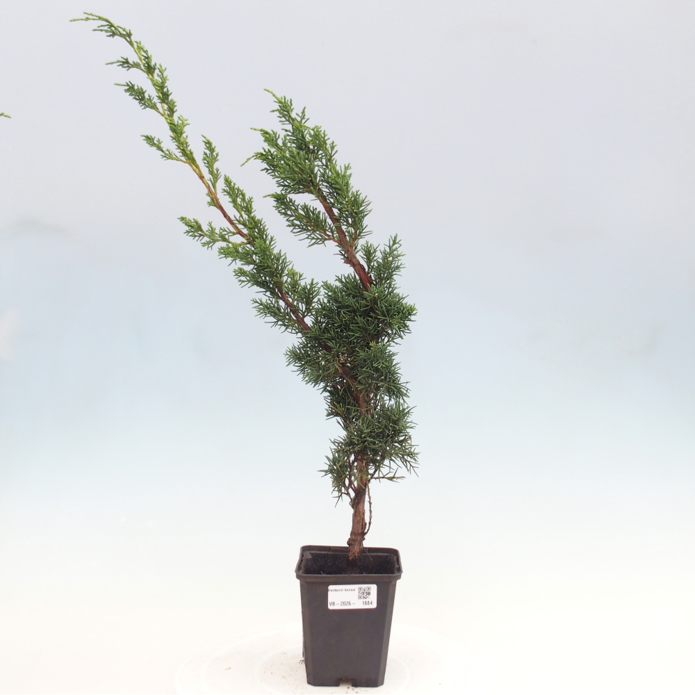 Venkovní bonsai - Juniperus chinensis Kishu -Jalovec čínský