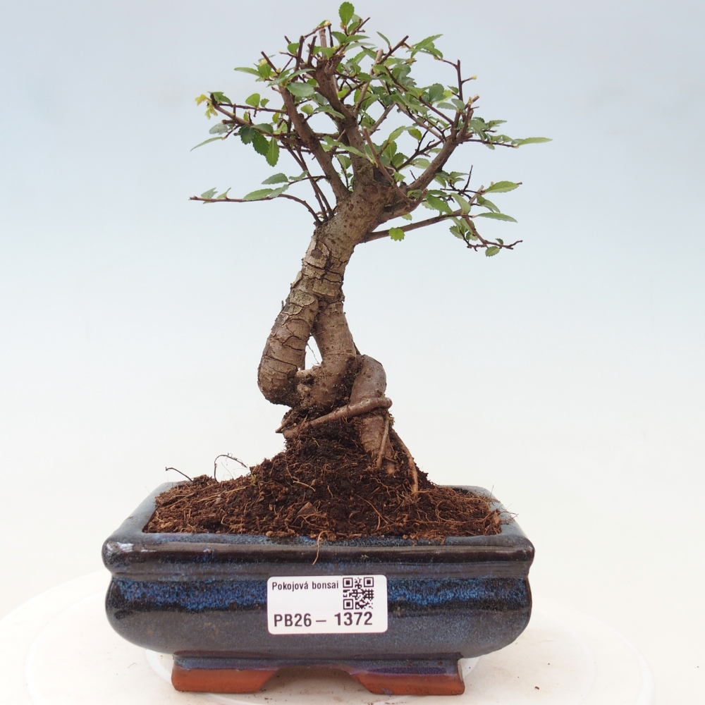 Pokojová bonsai - Ulmus parvifolia - Malolistý jilm
