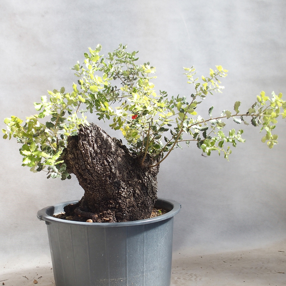 Venkovní bonsai Quercus Cerris - Dub Cer