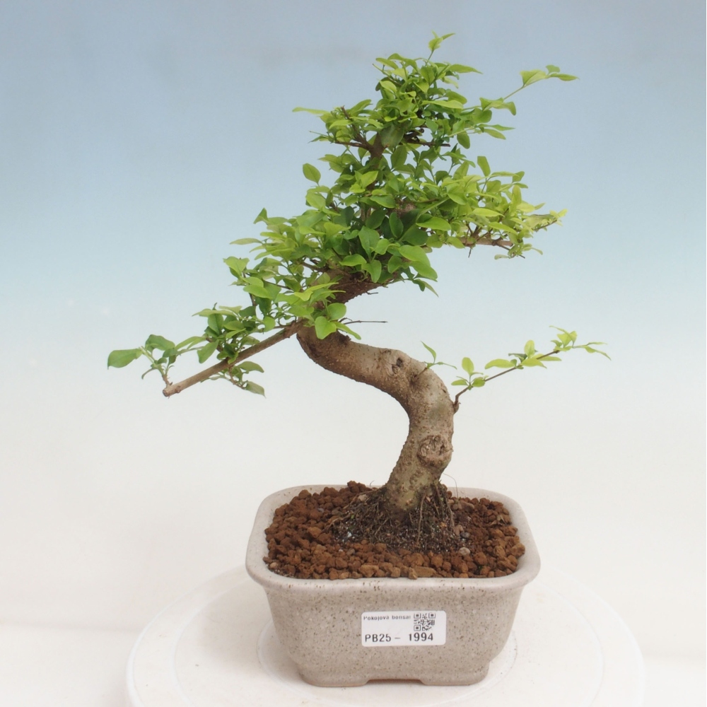 Pokojová bonsai -Ligustrum chinensis - Ptačí zob