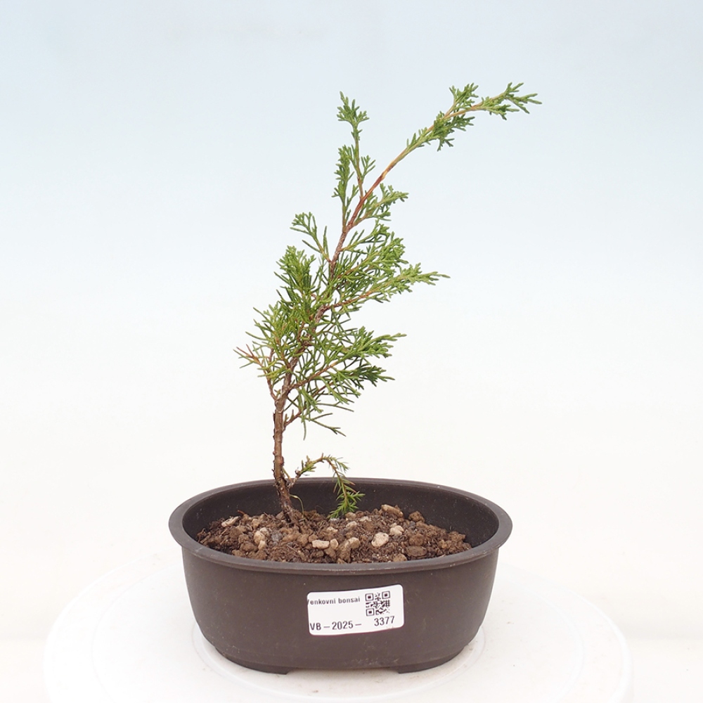 Venkovní bonsai - Juniperus chinensis Itoigawa -Jalovec čínský