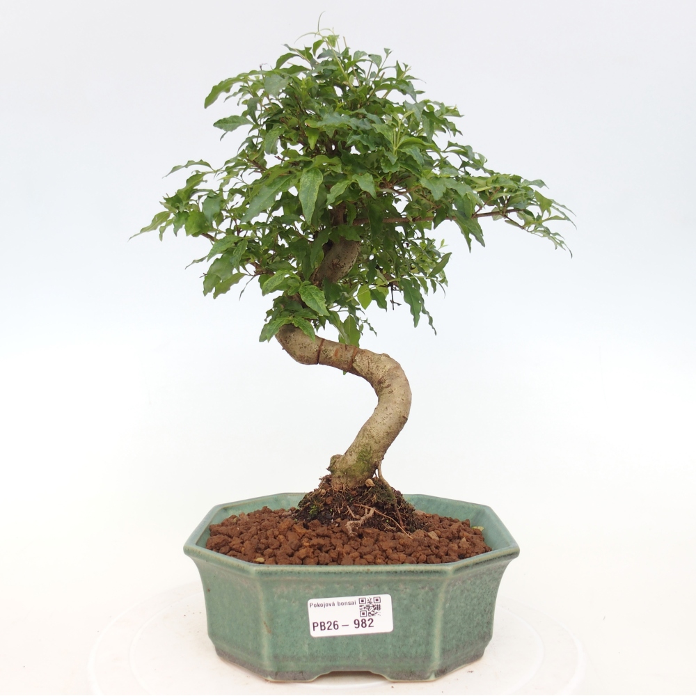 Pokojová bonsai -Ligustrum chinensis - Ptačí zob