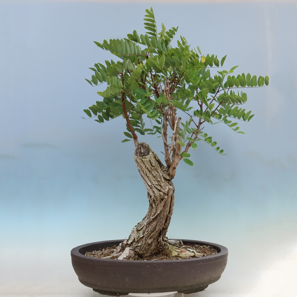 Venkovní bonsai - Trnovník  Akát - Robinia pseudoacacia
