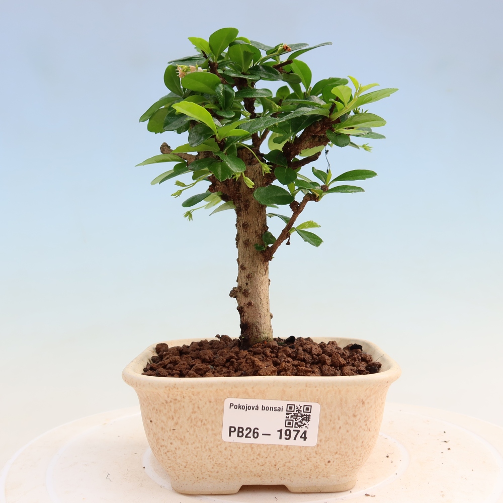Pokojová bonsai - Carmona macrophylla - Čaj fuki