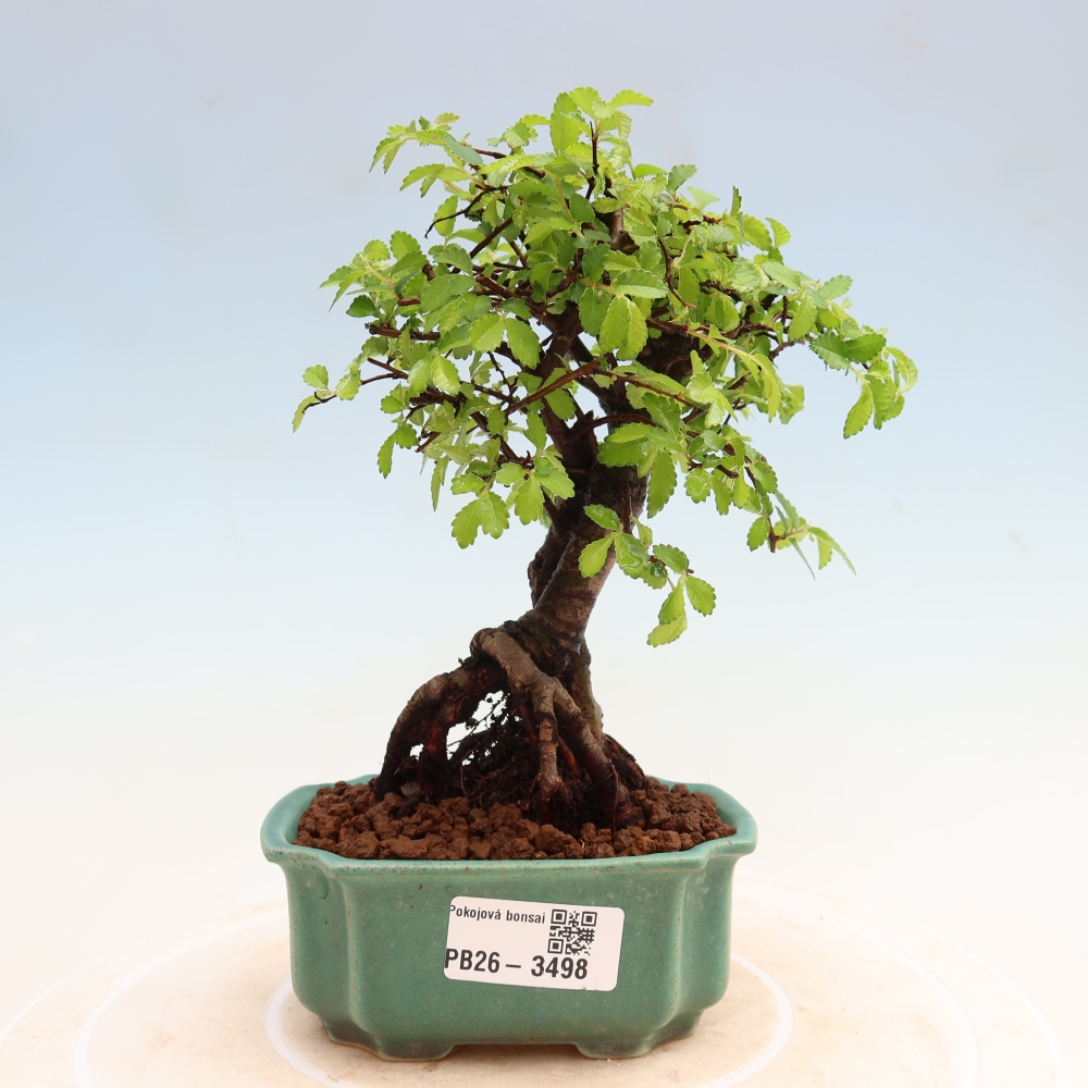 Pokojová bonsai - Ulmus parvifolia - Malolistý jilm