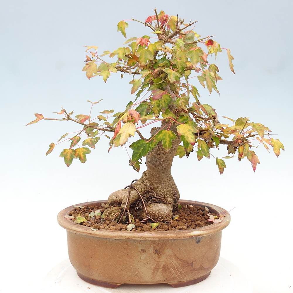 Venkovní bonsai - Acer Buergerianum - Javor Burgerův