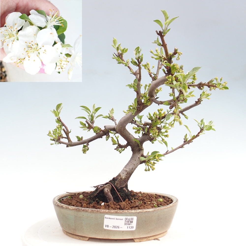 Venkovní bonsai - Malus sargentii -  Maloplodá jabloň