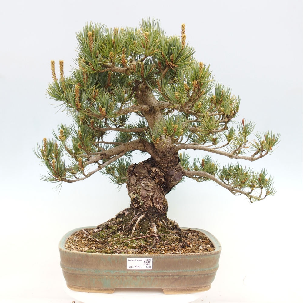 Venkovní bonsai - Pinus parviflora - Borovice drobnokvětá