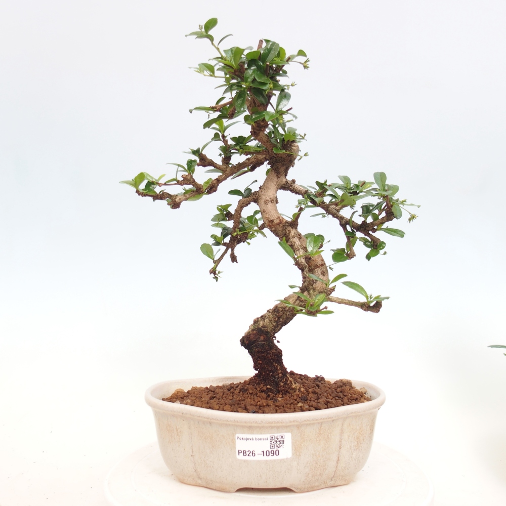Pokojová bonsai - Carmona macrophylla - Čaj fuki
