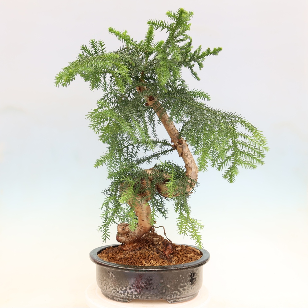 Pokojová bonsai - Araukarie - pokojový smrček