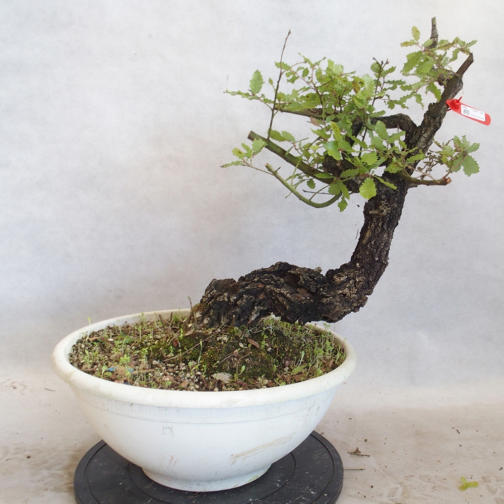 Venkovní bonsai Quercus Cerris - Dub Cer