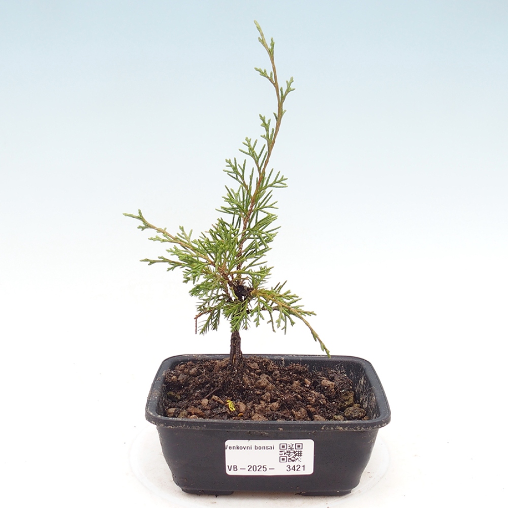 Venkovní bonsai - Juniperus chinensis Itoigawa -Jalovec čínský