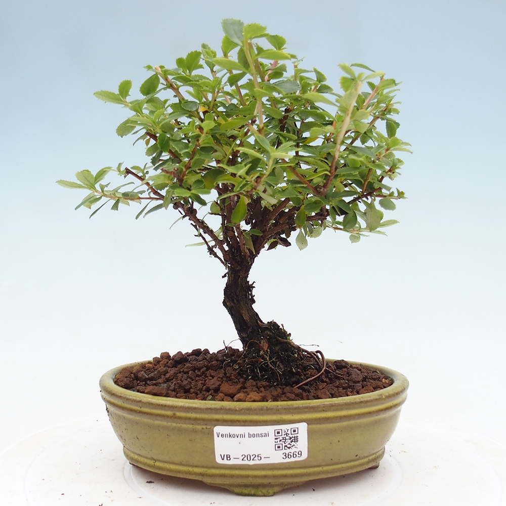 Venkovní bonsai - Escallonia 'Dart's Rosy Red' - Zábluda