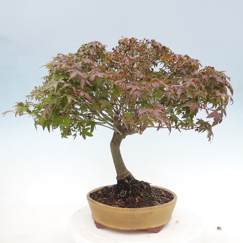 Acer palmatum KIOHIME - Javor dlanitolistý