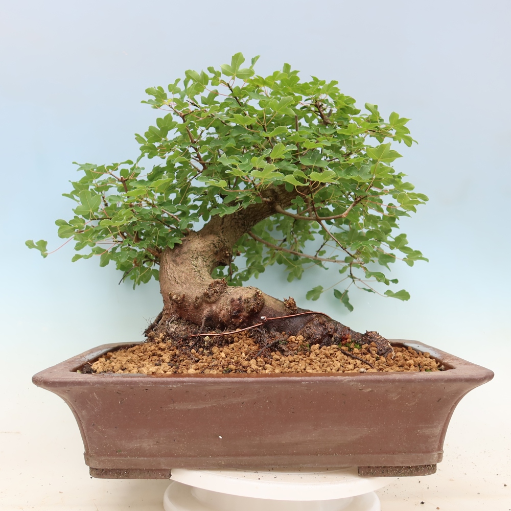 Venkovní bonsai -Javor babyka - Acer campestre