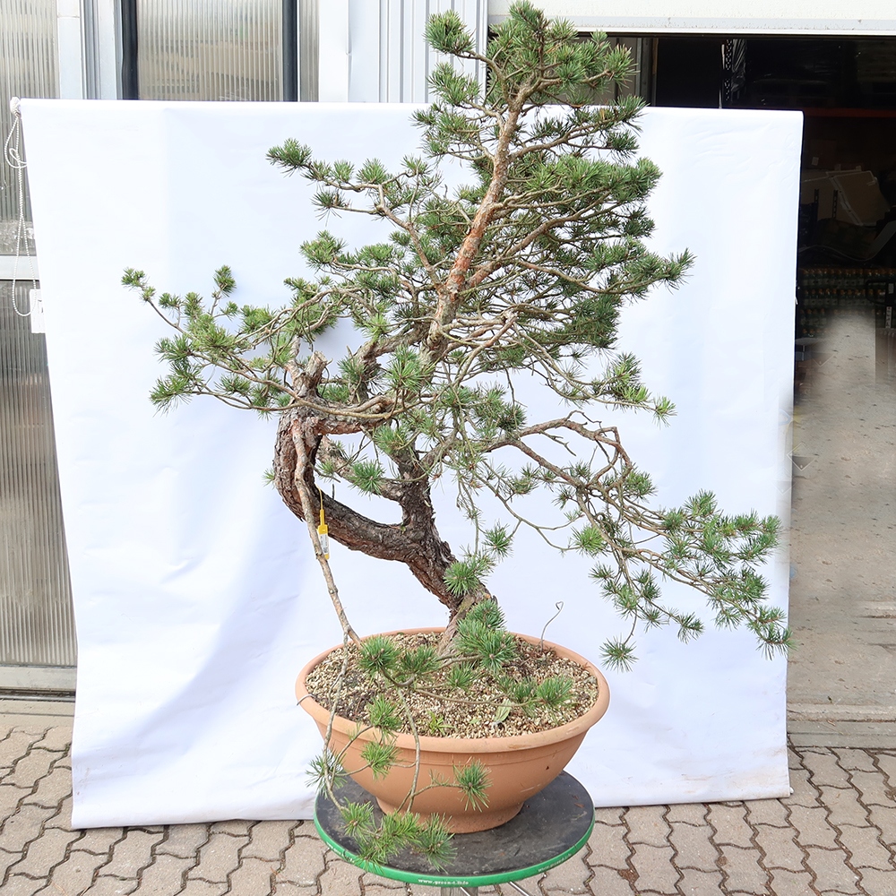 Pinus sylvestris Španělsko - borovice lesní