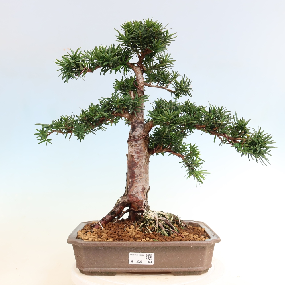 Venkovní bonsai - Taxus cuspidata  - Tis japonský