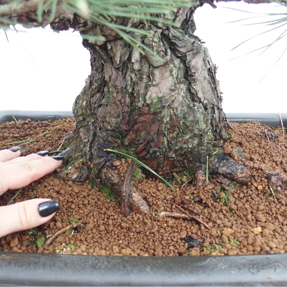 Venkovní bonsai - Pinus thunbergii - Borovice thunbergova