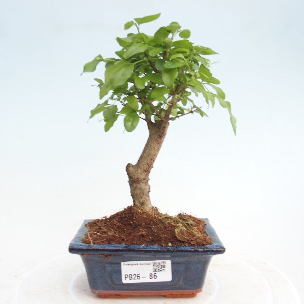Pokojová bonsai -Ligustrum chinensis - Ptačí zob