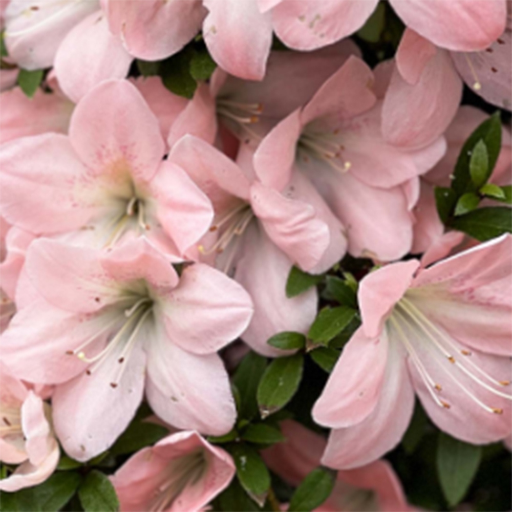 Venkovní bonsai - Japonská azalka - Azalea Jukokan