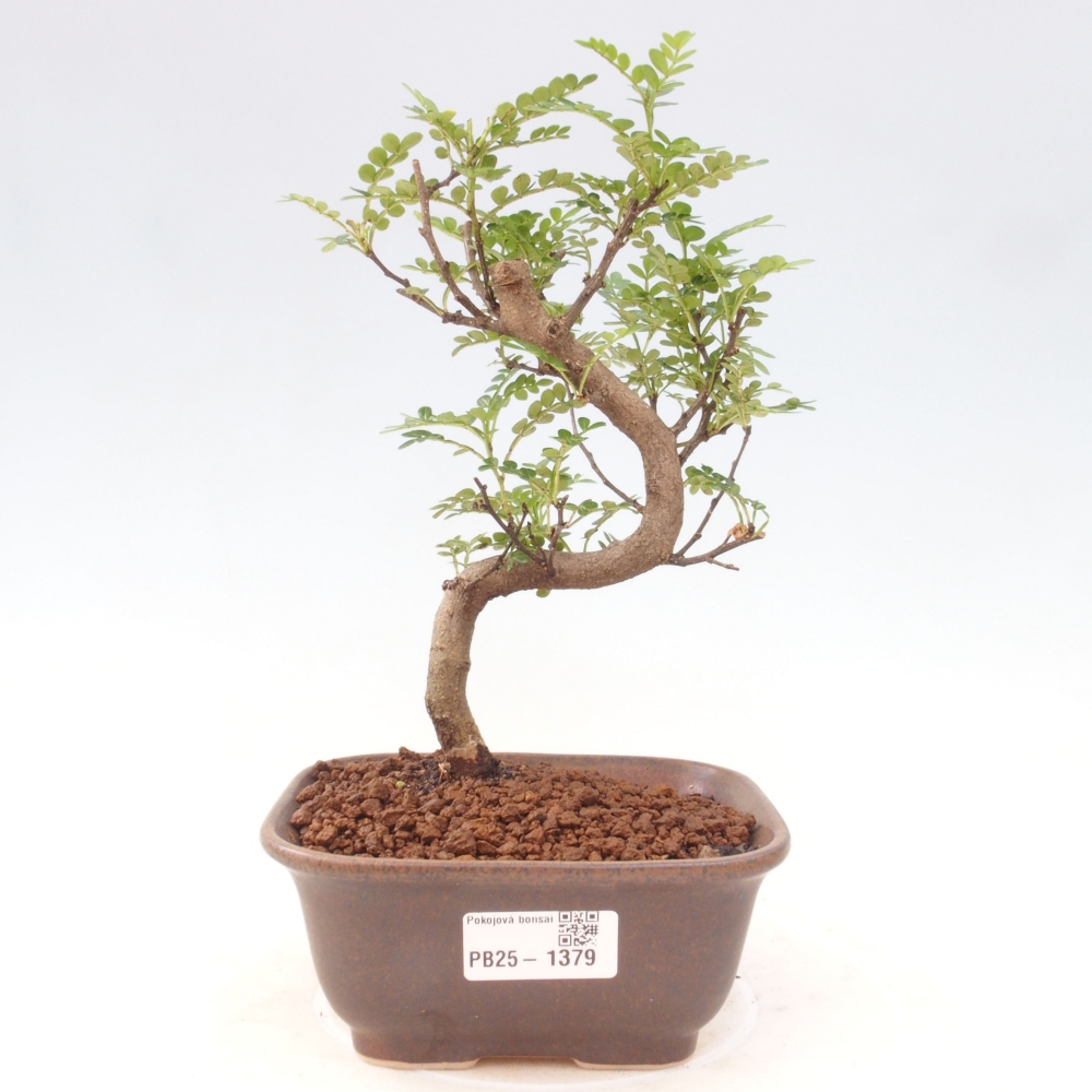 Pokojová bonsai - Zantoxylum piperitum - pepřovník
