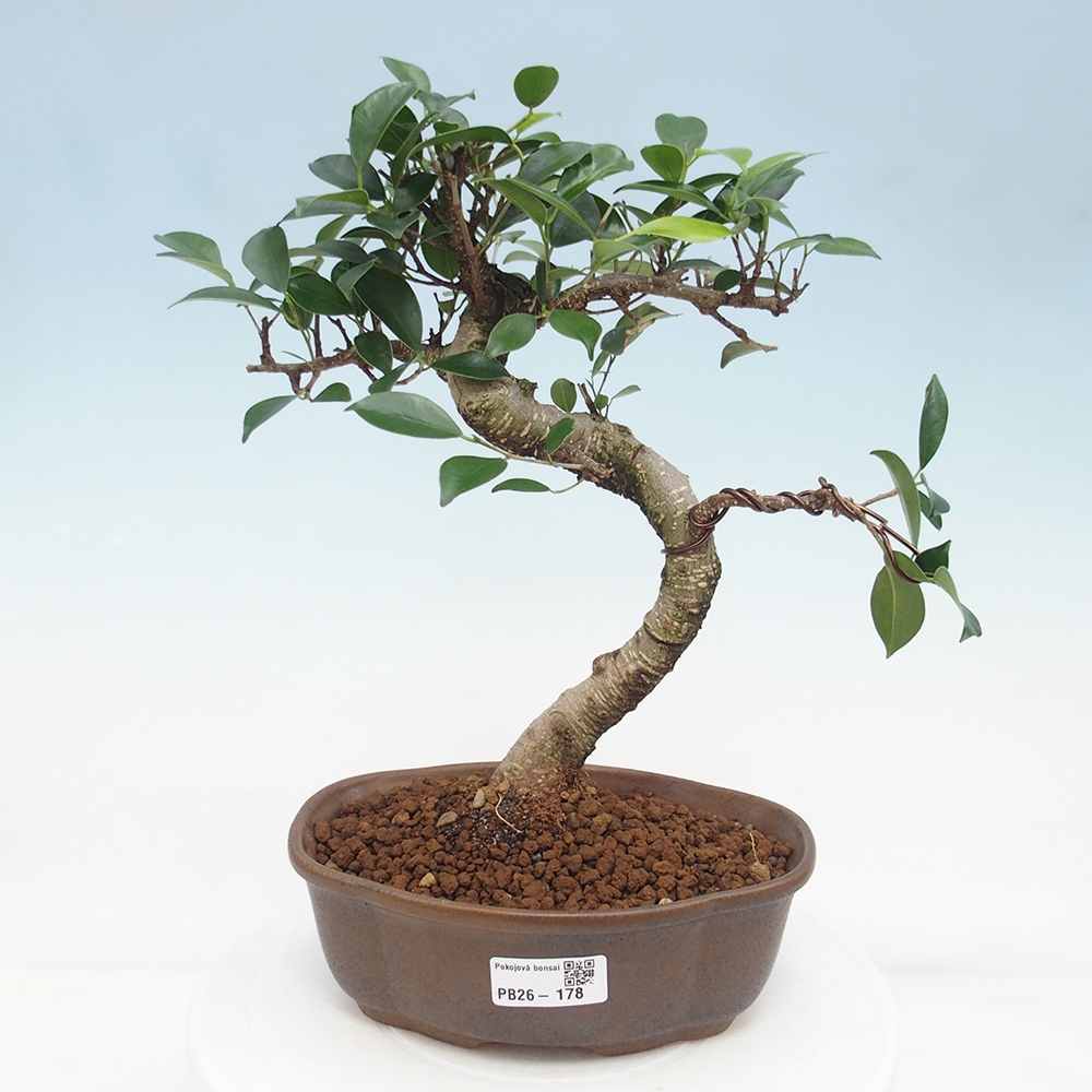 Pokojová bonsai - Ficus retusa -  malolistý fíkus