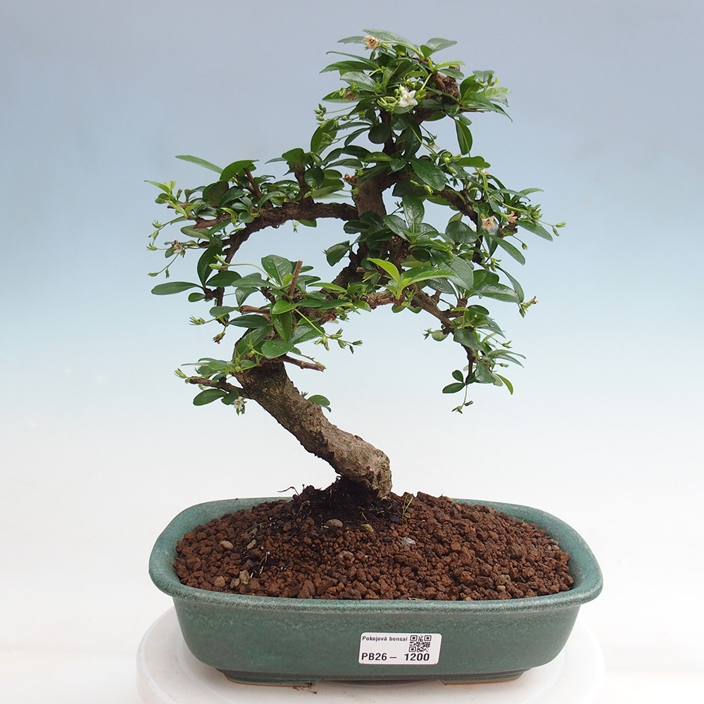 Pokojová bonsai - Carmona macrophylla - Čaj fuki
