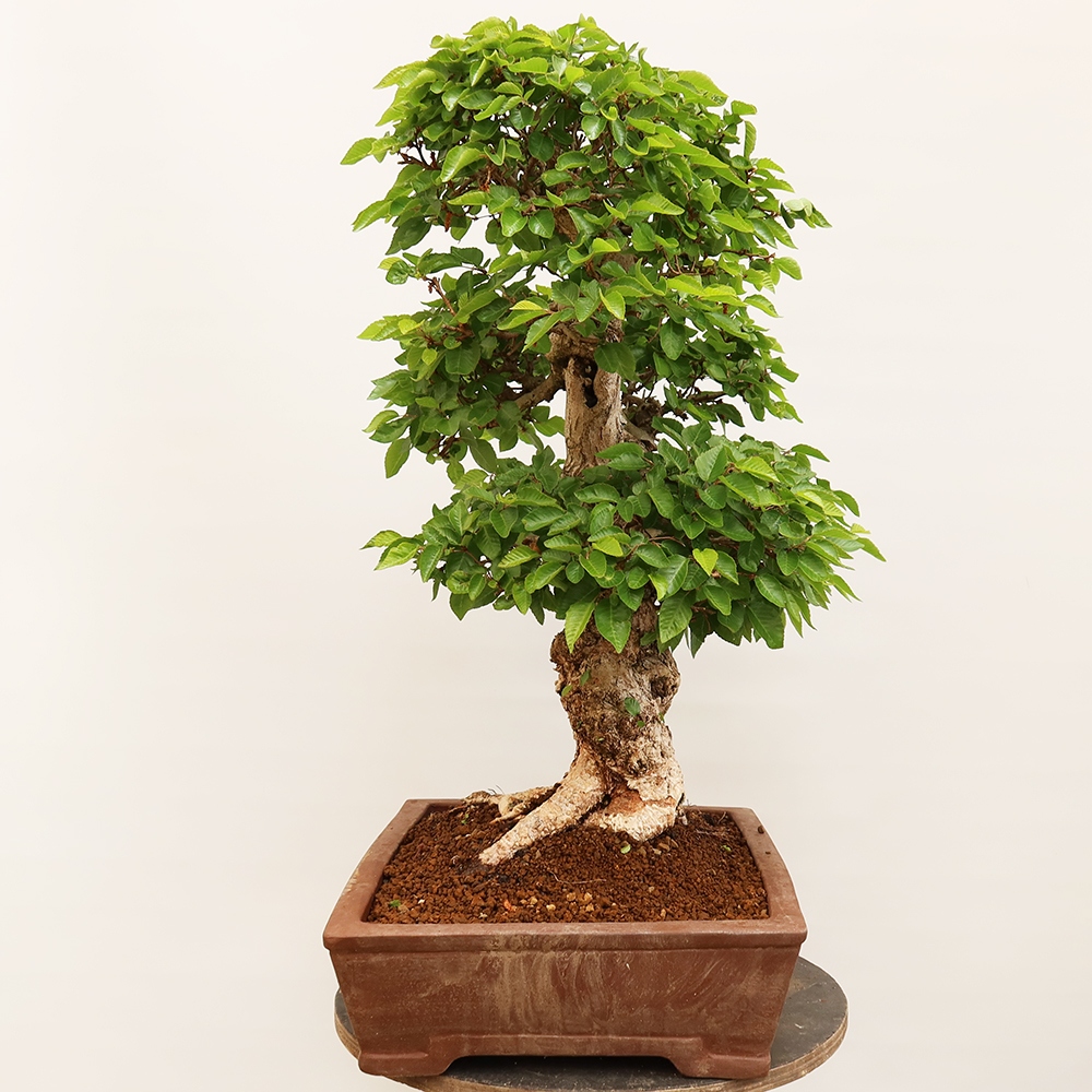 Venkovní bonsai -Carpinus Coreana - Habr korejský