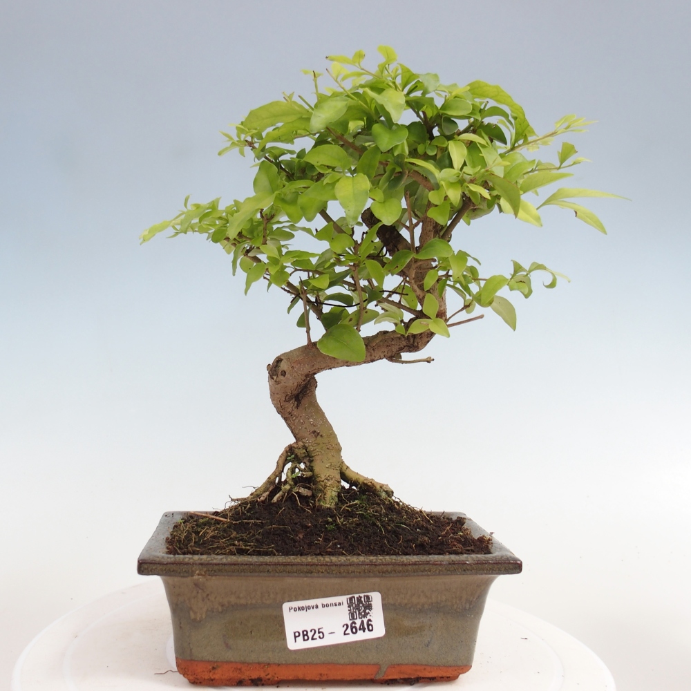 Pokojová bonsai -Ligustrum chinensis - Ptačí zob