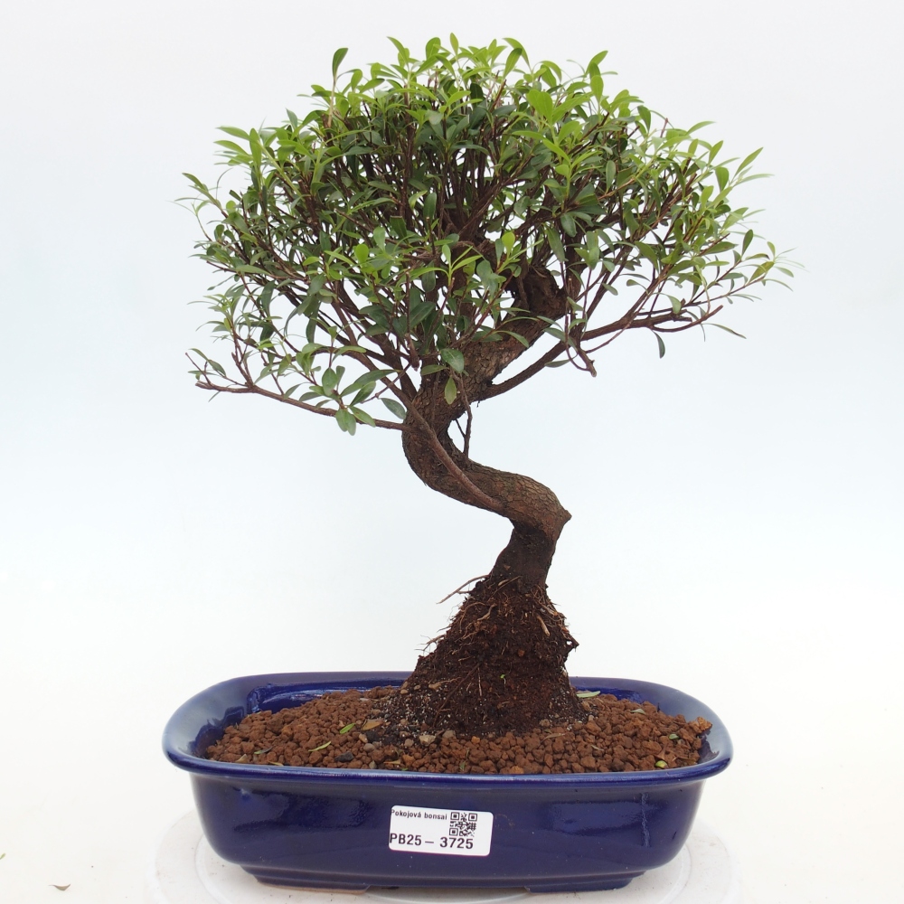 Pokojová bonsai - Syzygium - Pimentovník