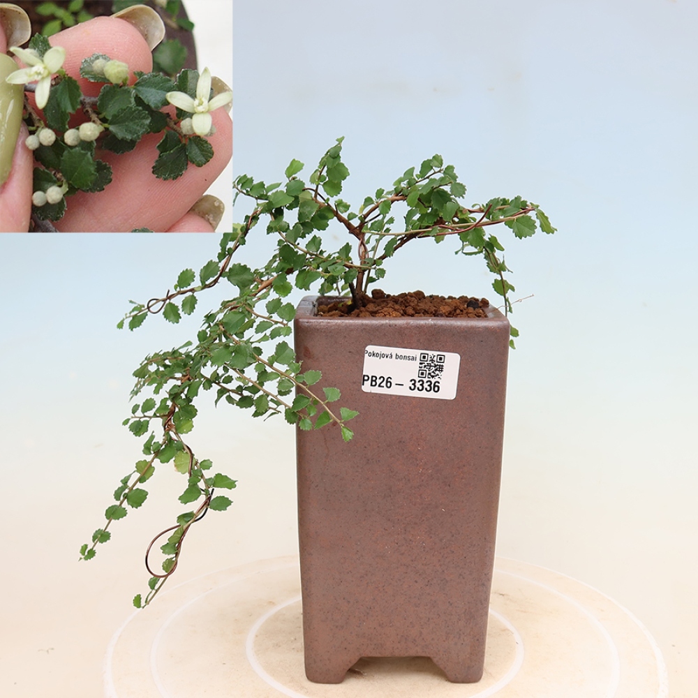 Pokojová bonsai - Grewia sp. - Grewie malolistá
