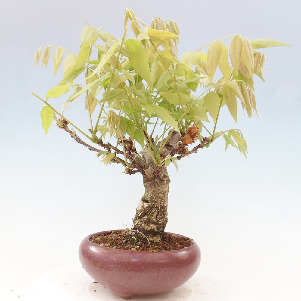 Venkovní bonsai - Vistarie květnatá - Wisteria floribunda