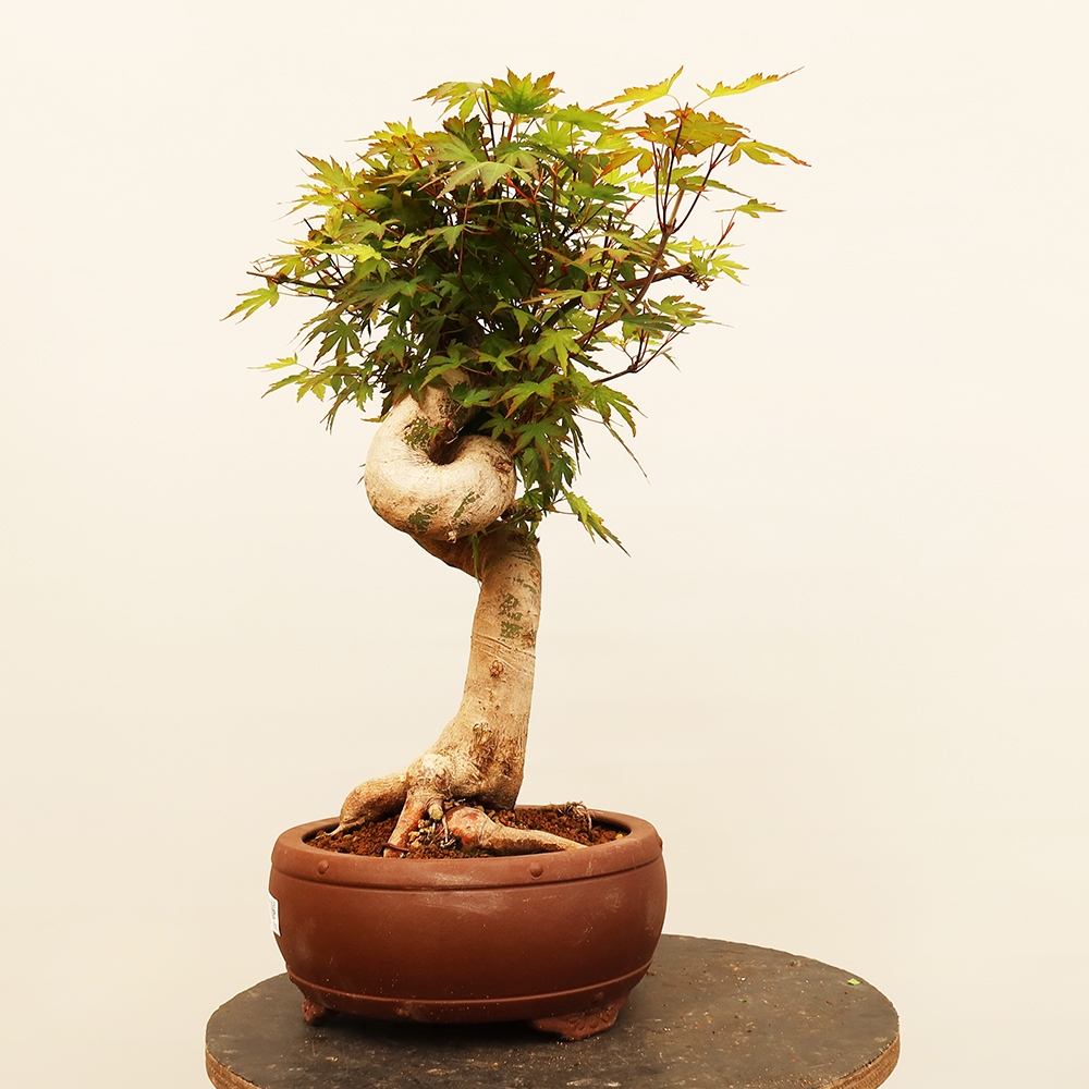 Venkovní bonsai - Javor palmatum  - Javor dlanitolistý