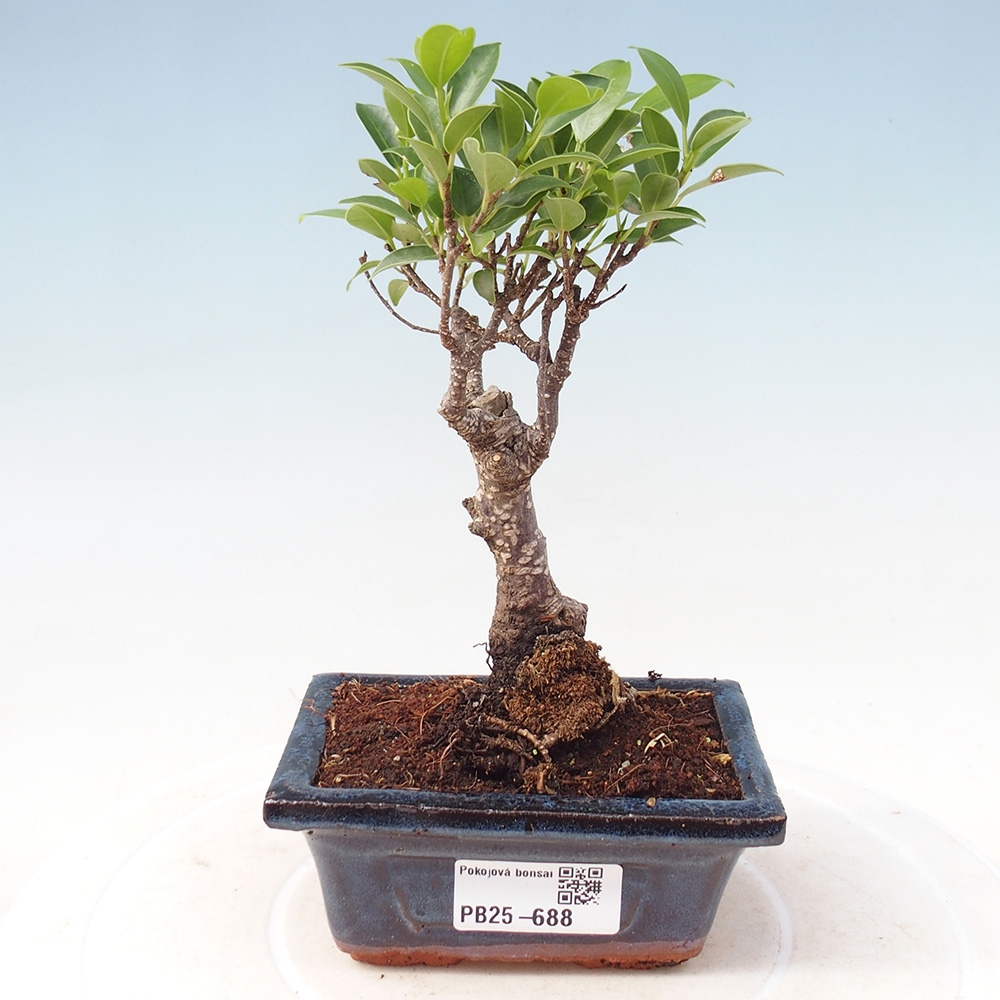 Pokojová bonsai Ficus retusa kimmen