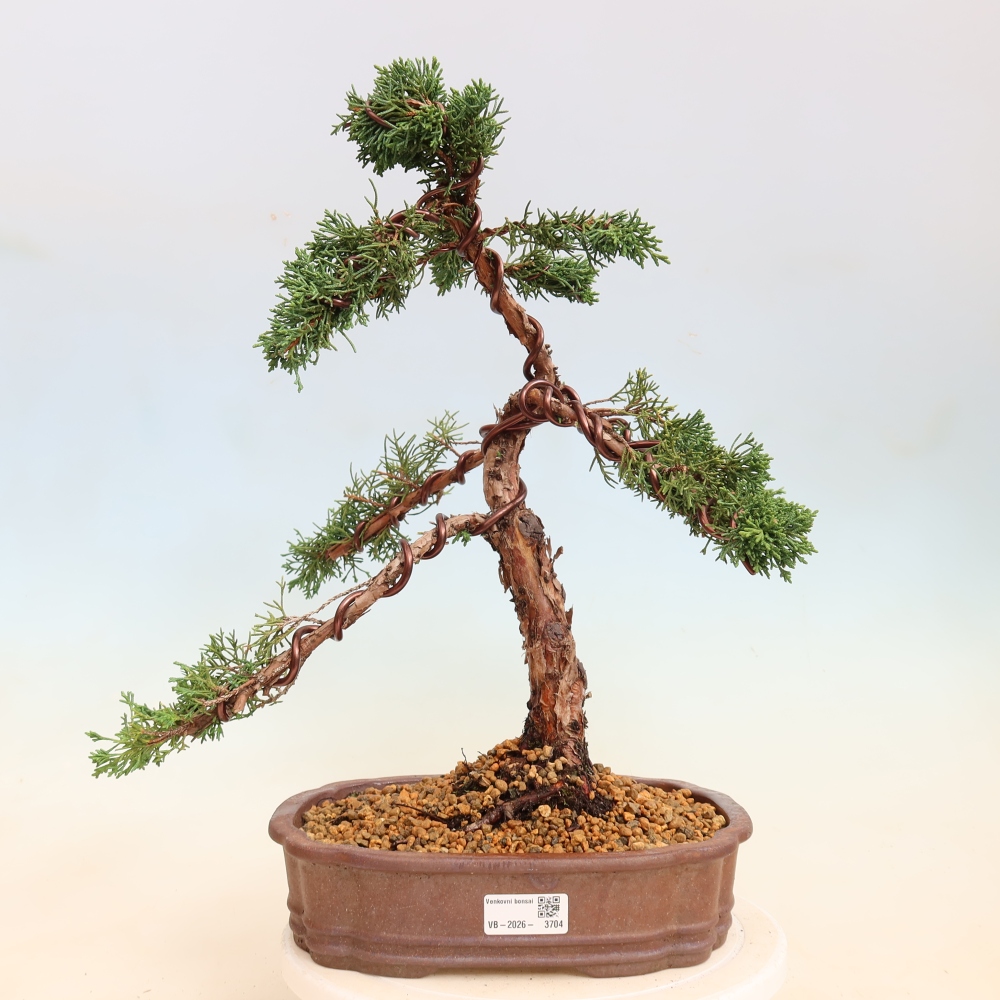 Venkovní bonsai - Juniperus chinensis Kishu -Jalovec čínský