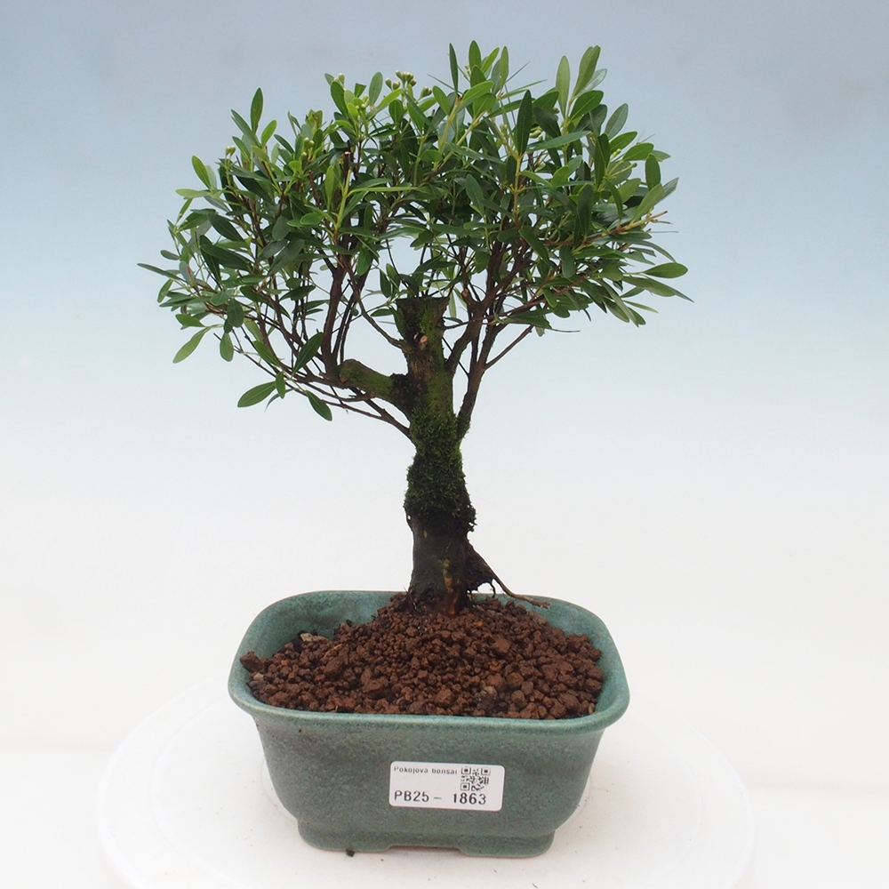 Pokojová bonsai - Syzygium - Pimentovník