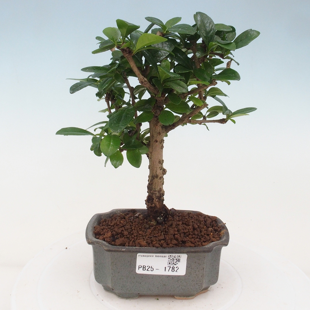 Pokojová bonsai - Carmona macrophylla - Čaj fuki