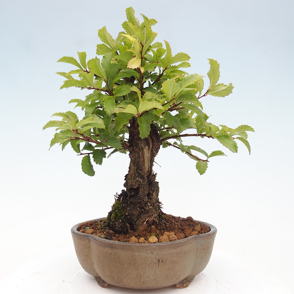 Venkovní bonsai - Zelkova - Zelkova NIRE