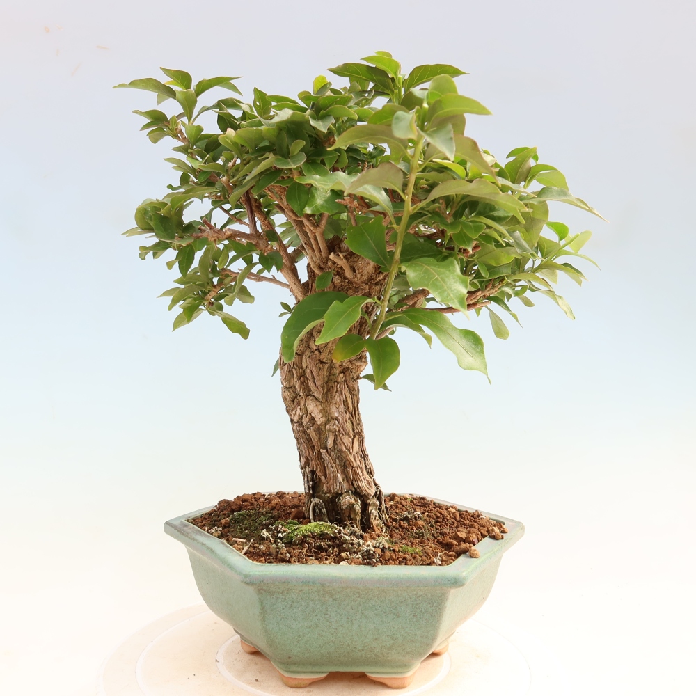 Pokojová bonsai - Bouganwilea