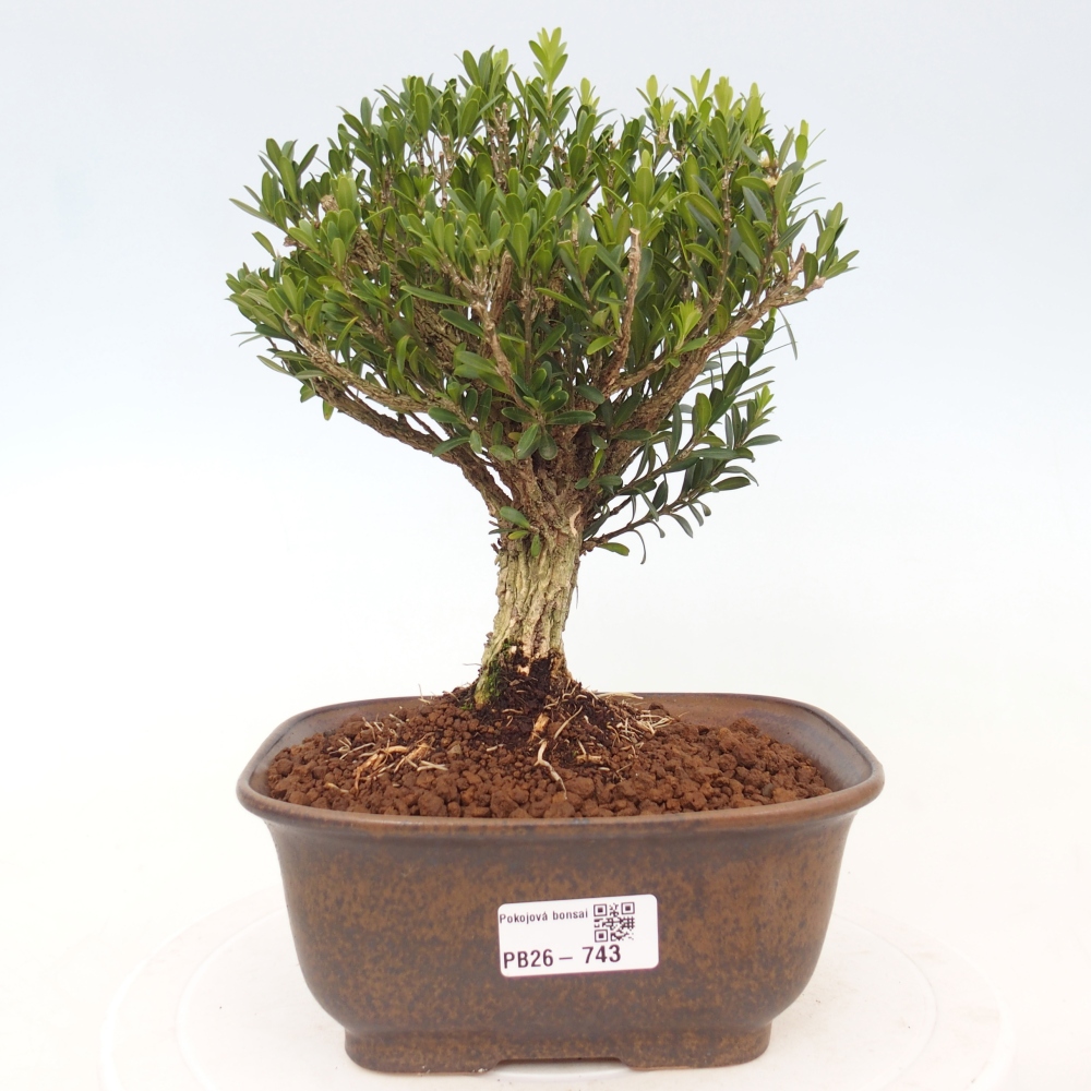 Pokojová bonsai - Buxus harlandii - korkový buxus
