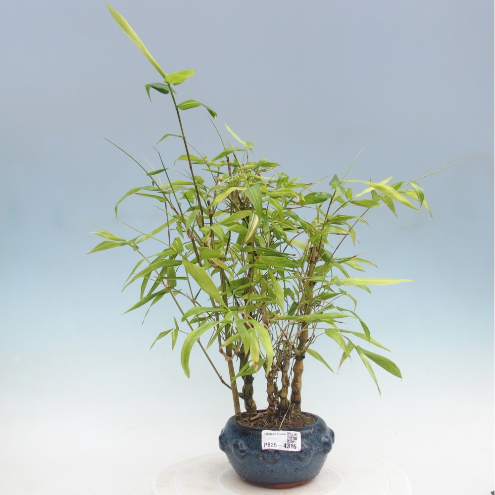 Pokojová bonsai - Bambus budha-Bambus budhovo břicho