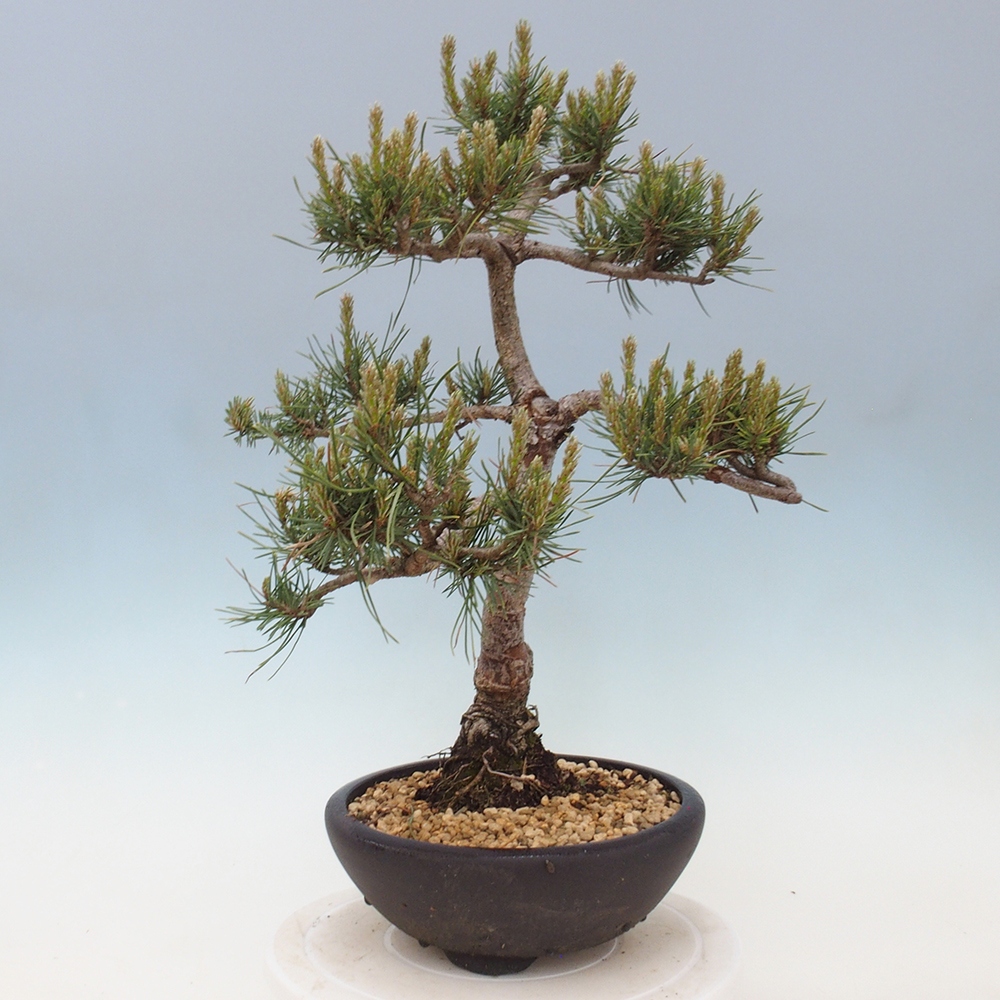 Venkovní bonsai - Pinus Sylvestris Watererri - Borovice lesní