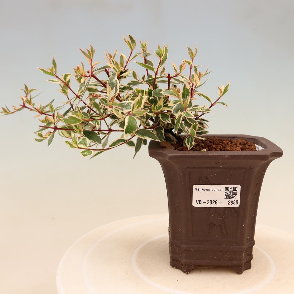 Venkovní bonsai - Abelia gr. Confetti - Abélie velkokvětá