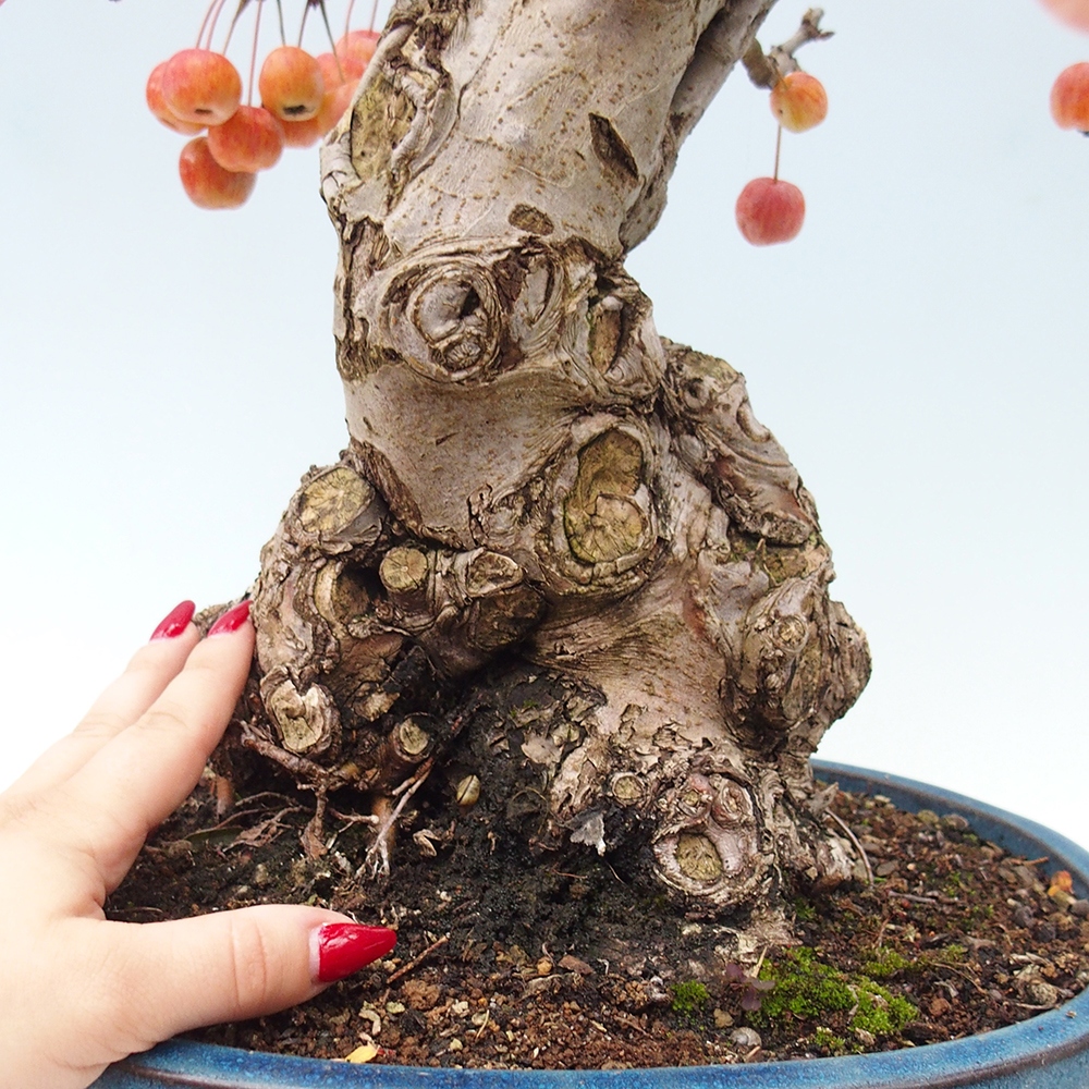 Venkovní bonsai -Malus halliana - Maloplodá jabloň