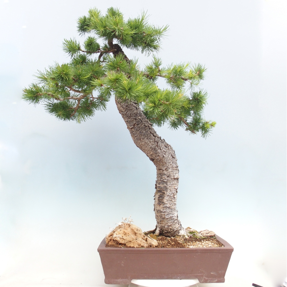Venkovní bonsai -Larix decidua - Modřín opadavý 